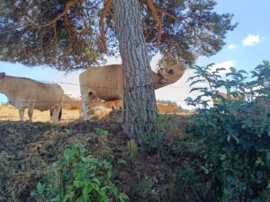 Vache sur le chemin de Saint-Jacques-de-Compostelle