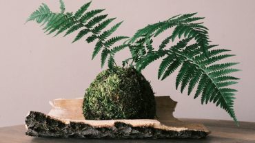 Découverte d'un atelier kokedama
