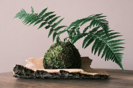 Mon premier atelier kokedama : je te raconte tout !