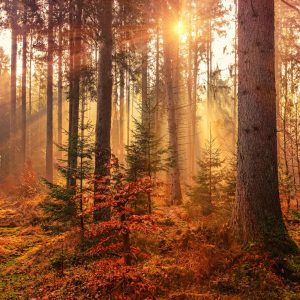 forêt pour sylvothérapie