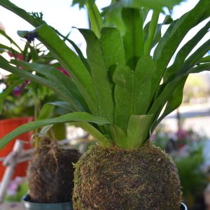 kokedama, flower shop, spring, kokedama, kokedama, kokedama, kokedama, kokedama
