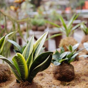 A close-up view of lush snake plants in a garden setting in Baguio, Philippines.