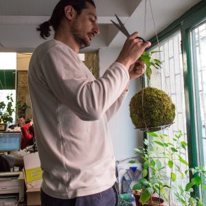 Entretien kokedama