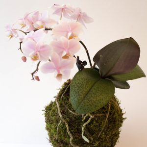 Kokedama orchidée