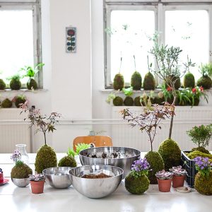 Atelier kokedama