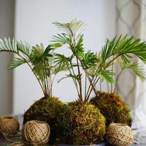 Stylish indoor kokedama plants with jute balls on a table, perfect for modern decor.